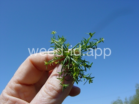 pearlwort, birdseye